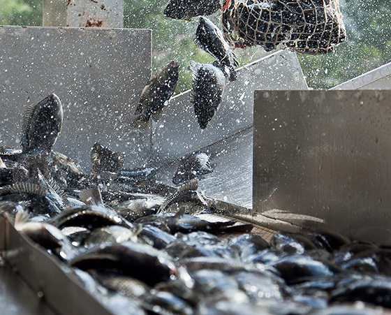 Tilapia Fillets production (6).jpg