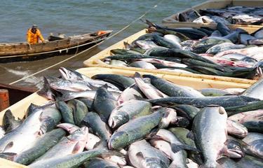 India’s Marine Products Export Development Authority (MPEDA) has announced the opening of a fifth...
