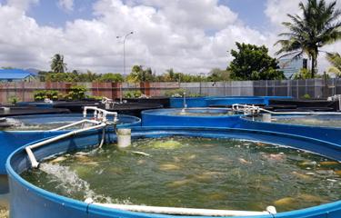 Trinidad and Tobago's aquaculture sector struggling to buck regional trend