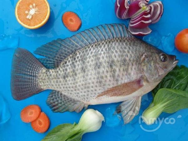 Raw materials are still in short supply, what is the future price trend of tilapia?