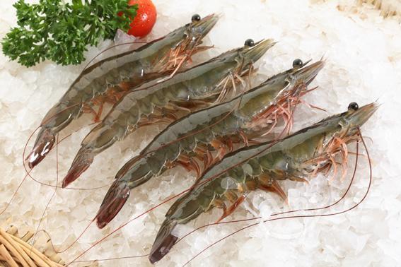 Vannamei Shrimp Specifications