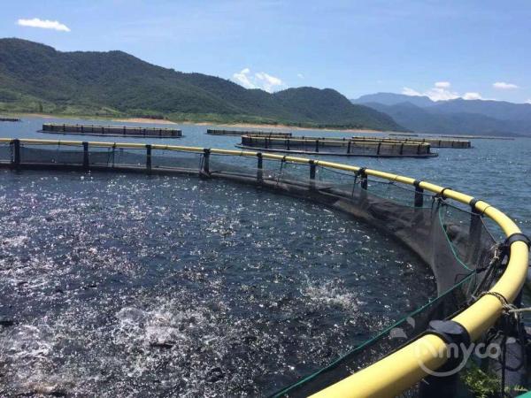China Tilapia-cage farmed in reservoir