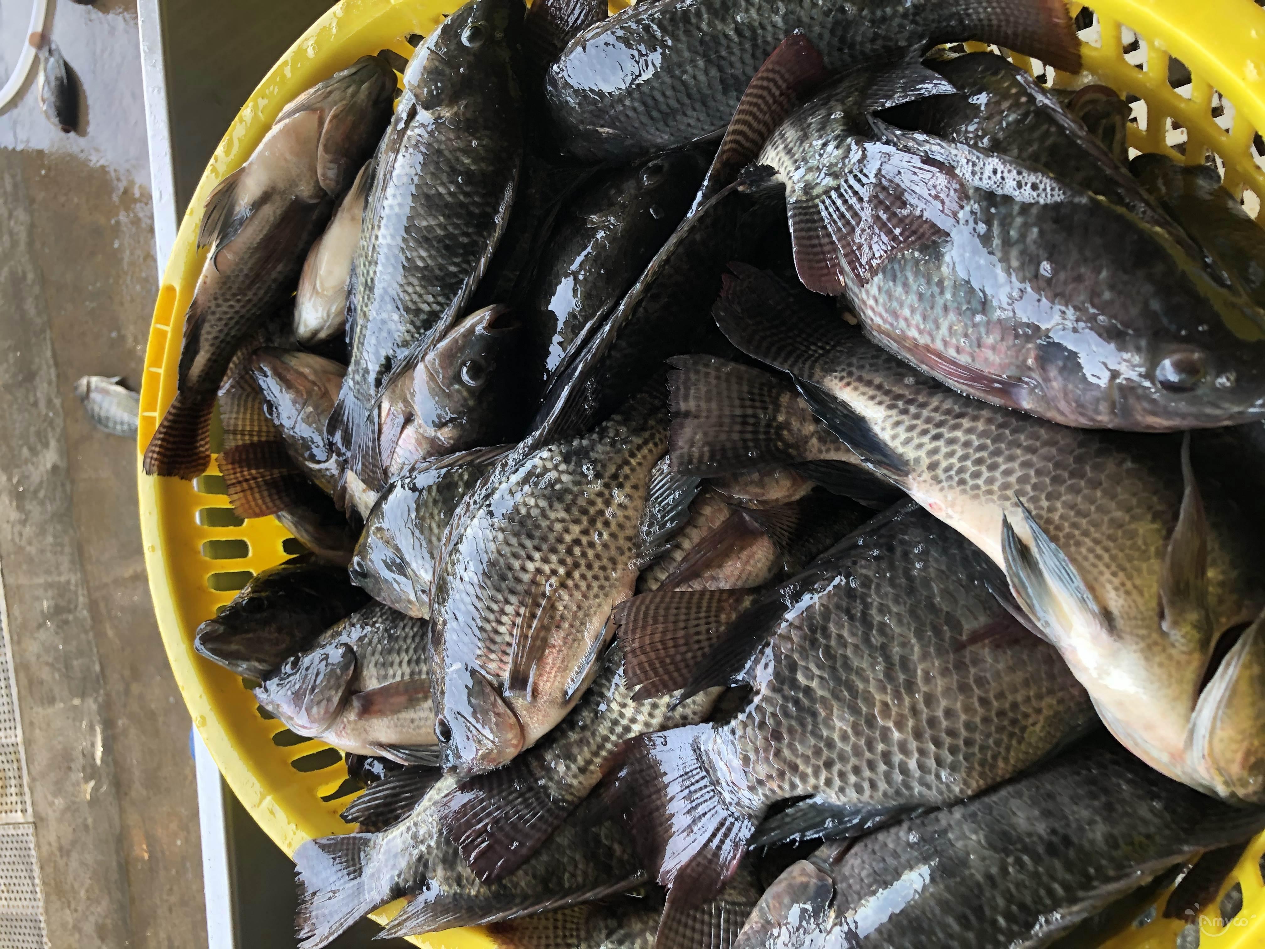 Tilapia Turned Green? The Truth Revealed... - awavxr0
