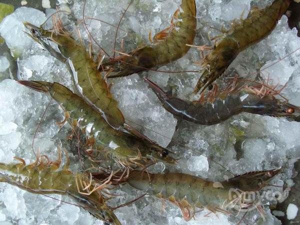 Global shrimp production increase a lot, but demand is down, the market price may go down!