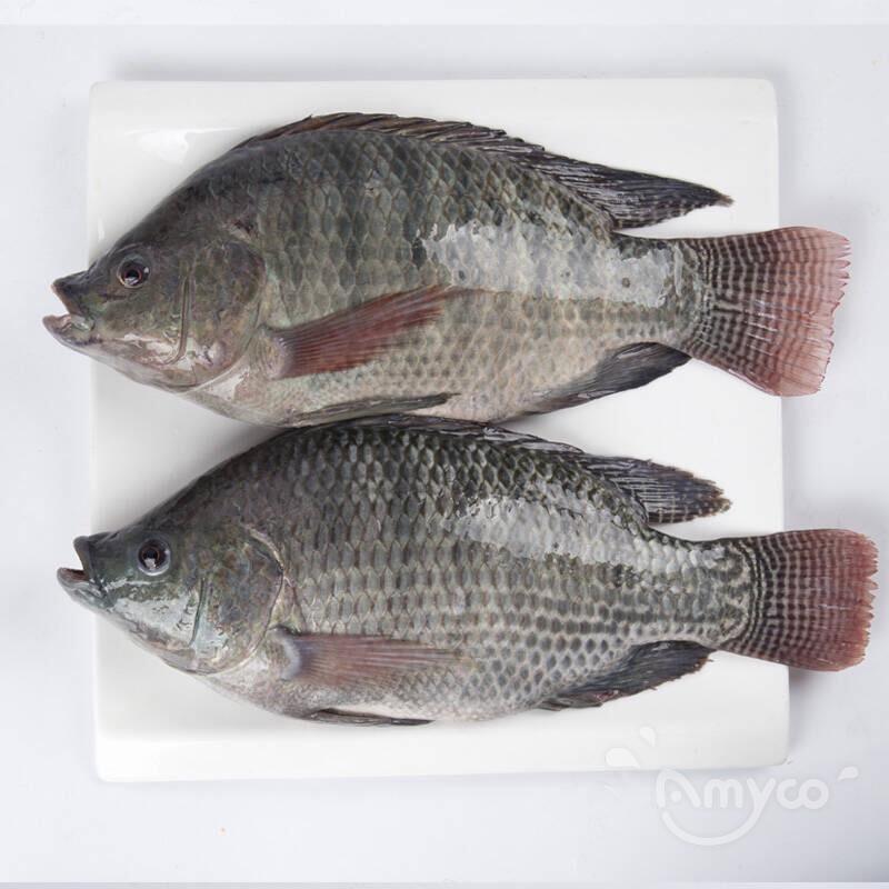 Chinese Tilapia prices flatten in US market after short drop