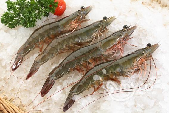 China Vannamei Shrimp Specifications