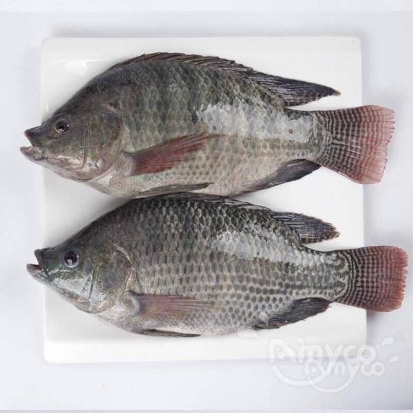 Tilapia: the various processing methods from harvest to customers