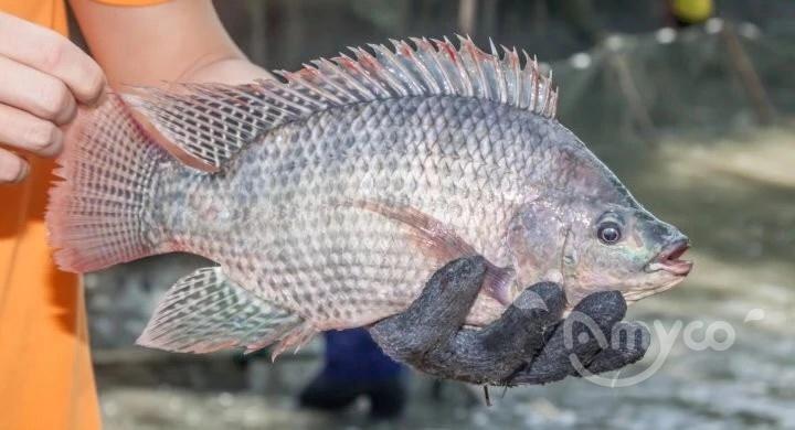 Tilapia (3).jpg