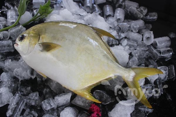 Golden Pompano (18).jpg