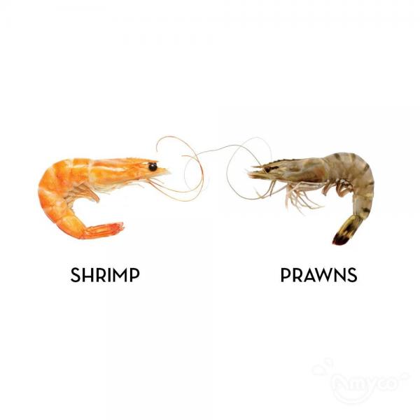 What's the Difference Between Shrimp and Prawns?