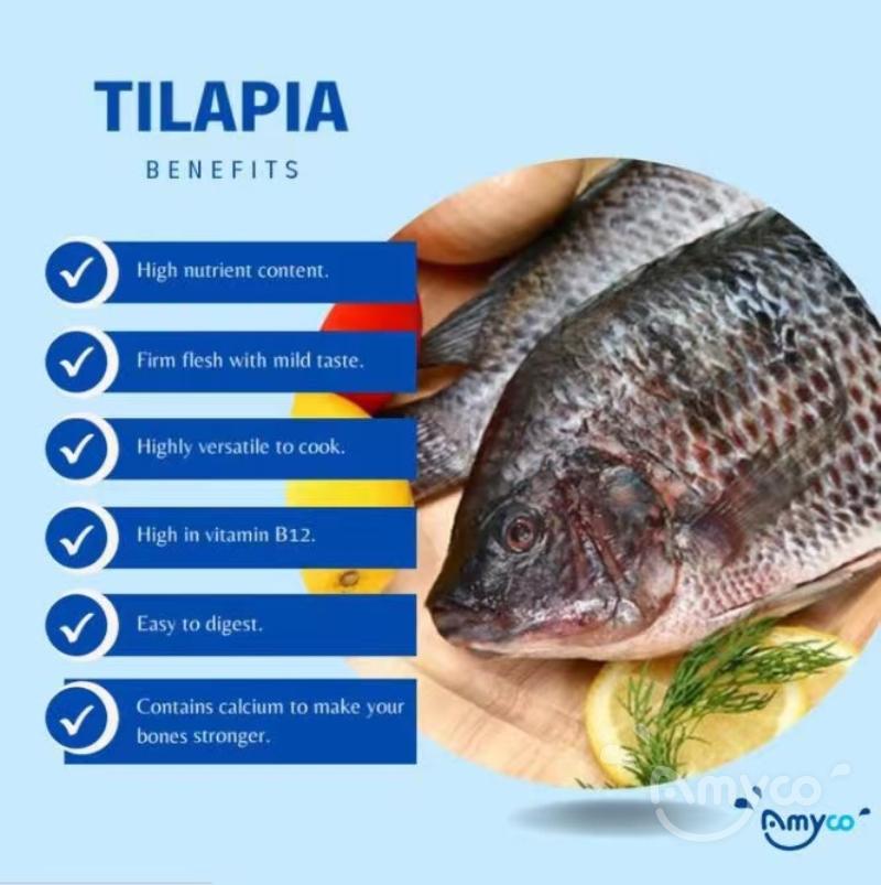 Tilapia photo (2).jpg