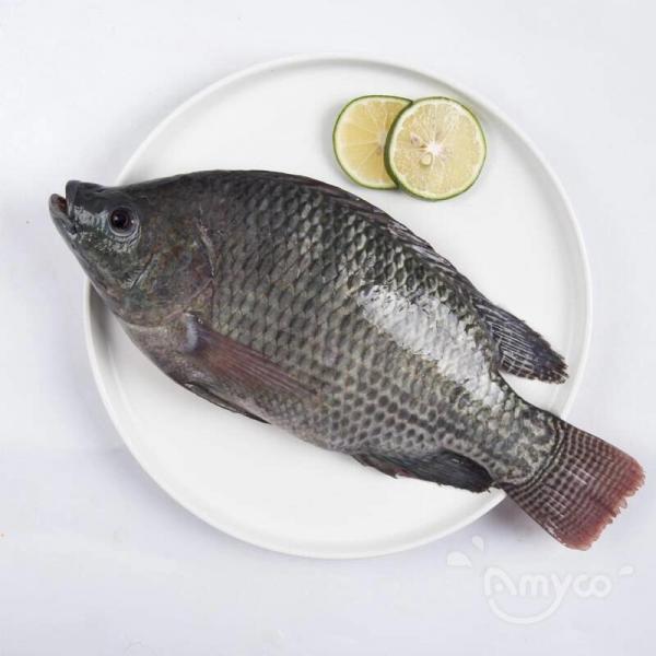 The benefits of Tilapia and why the world needs it