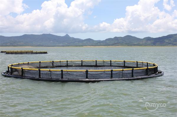 Global Tilapia Market to Thrive as Fish Farming Promises Steady Supply