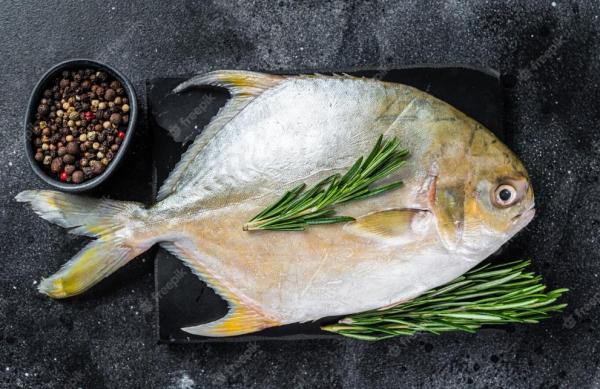 The price of golden pomfret increased 0.5 yuan/500g,why Golden Pomfret Price Stays Strong Year-Round