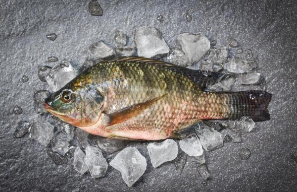 China's tilapia supply is tight, the high price will continue!