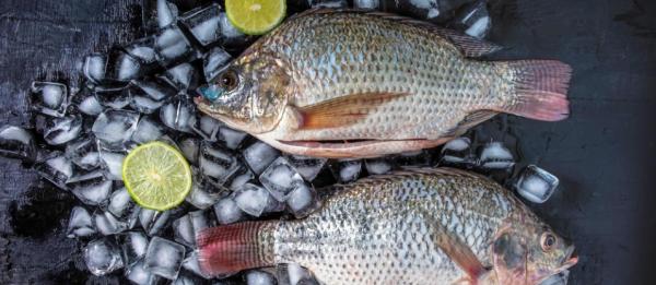 Tilapia raw material price up 30%! What's the trend for the tilapia export?