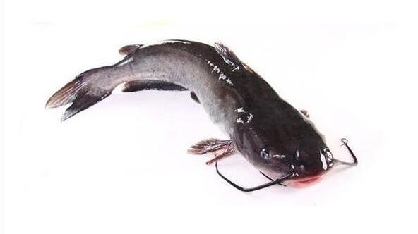 About 97% are sold to the United States! China is still optimistic about the Channel catfish