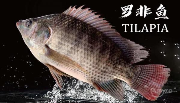 Frozen Tilapia Whole Round