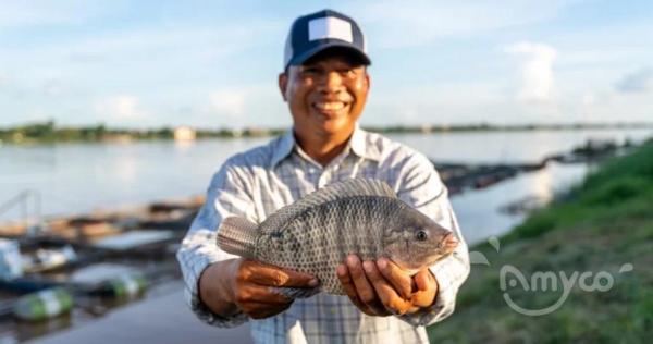 New tilapia farming regulations are strictly enforced and prices have soared!